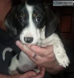 9 week old Miniature Dachshund Female