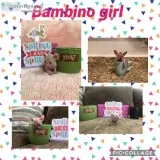 Bambino kittens