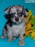Baxter Male Yorkie Poo