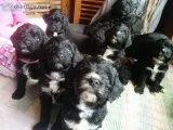 SpringerdoodleSproo dles