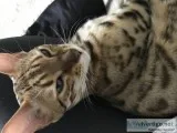 10 month F4 Bengal kitten for sale