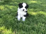 Border Collie Pups