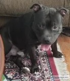 1.5 y.o pitbull