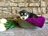 Miniature Husky Puppies for sale