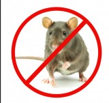 Rat Control Service Provider in Hamilton