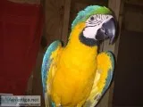 Macaw And Cage