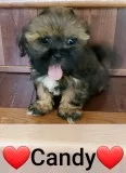 Purebred Shih Tzus Toys 1 Male-3 Fem Beautiful Pups Ready To Go