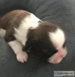 Beautiful Pure Bred Shih Tzu Puppies