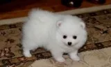 Pomeranian puppies for sale