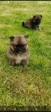 Outstanding Pomeranian Puppies