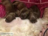 Shih zhu puppies