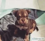 American Bully Puppies
