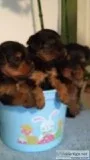 Yorkie puppies