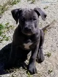 Blue Nose Mastiff puppies