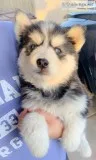 Siberian Husky Puppies