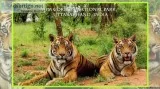 CORBETT JEEP SAFARI