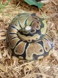 Female norm ball python cheapem rehome fee
