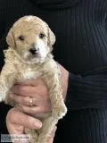 mini goldendoodlez