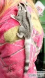 Sugar Gliders