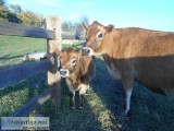 JERSEY MILK COW FOR SALE