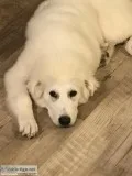 Great Pyr female