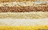 Canadian Cereal Grains Exporter Cont.