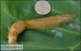 Domestic Banana Slug    Live Super Pet