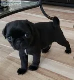 PUGS Female Black