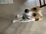 Jack Russel Terrier (Registered)