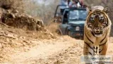 jim corbett online booking