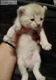 Exotic Highland Lynx