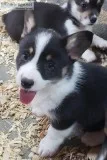 AKC Corgi Puppies