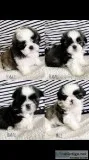 Shih Tzu puppies