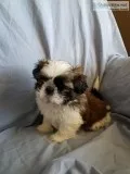 Shih tzu Puppies