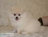 Outstanding Kc Reg Pomeranian BoyGirl Amazing Pedigree