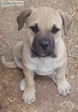 American Mastiff