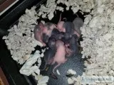 Baby Dumbo Rats