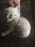 Lots of free kittens that need a good home