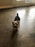 Yorkshire Terrier for sale