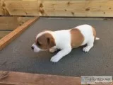 akc registered Beagle puppies for adoption