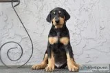 Doberman puppies