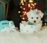 ADOPTION PUPPIES FROM 499.00