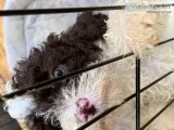 Poodles toy and standard