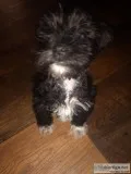 Mini Schnauzer