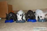 French Bulldog Puppies