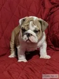 AKC Registered English Bulldog Puppies