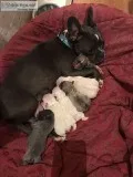 French Bulldog Puppies