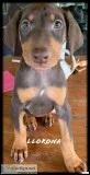 Doberman puppies
