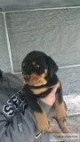 Rottweiler Pups