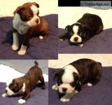 Pure Bred Boston Terriers
